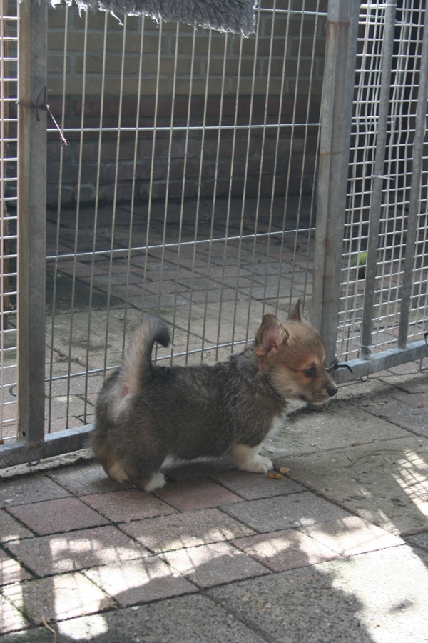 Puppies